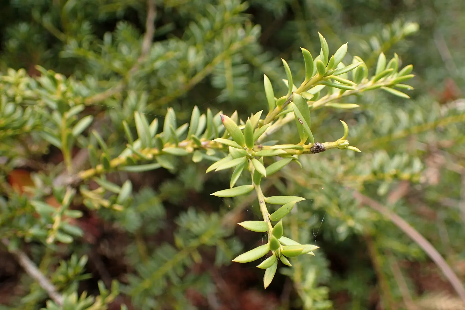 Alpine Totara (Podocarpus Nivalis) — low border that doesn't obstruct views; maturing at 3-6.5 feet tall with a spread of 6-10 feet
