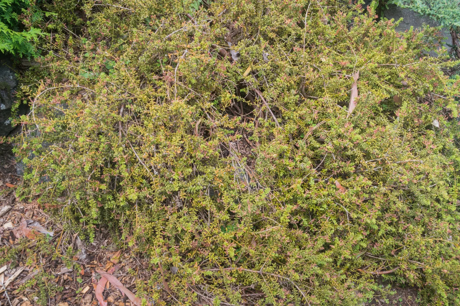 Alpine Totara (Podocarpus Nivalis) — often with a bronze tint in colder months
