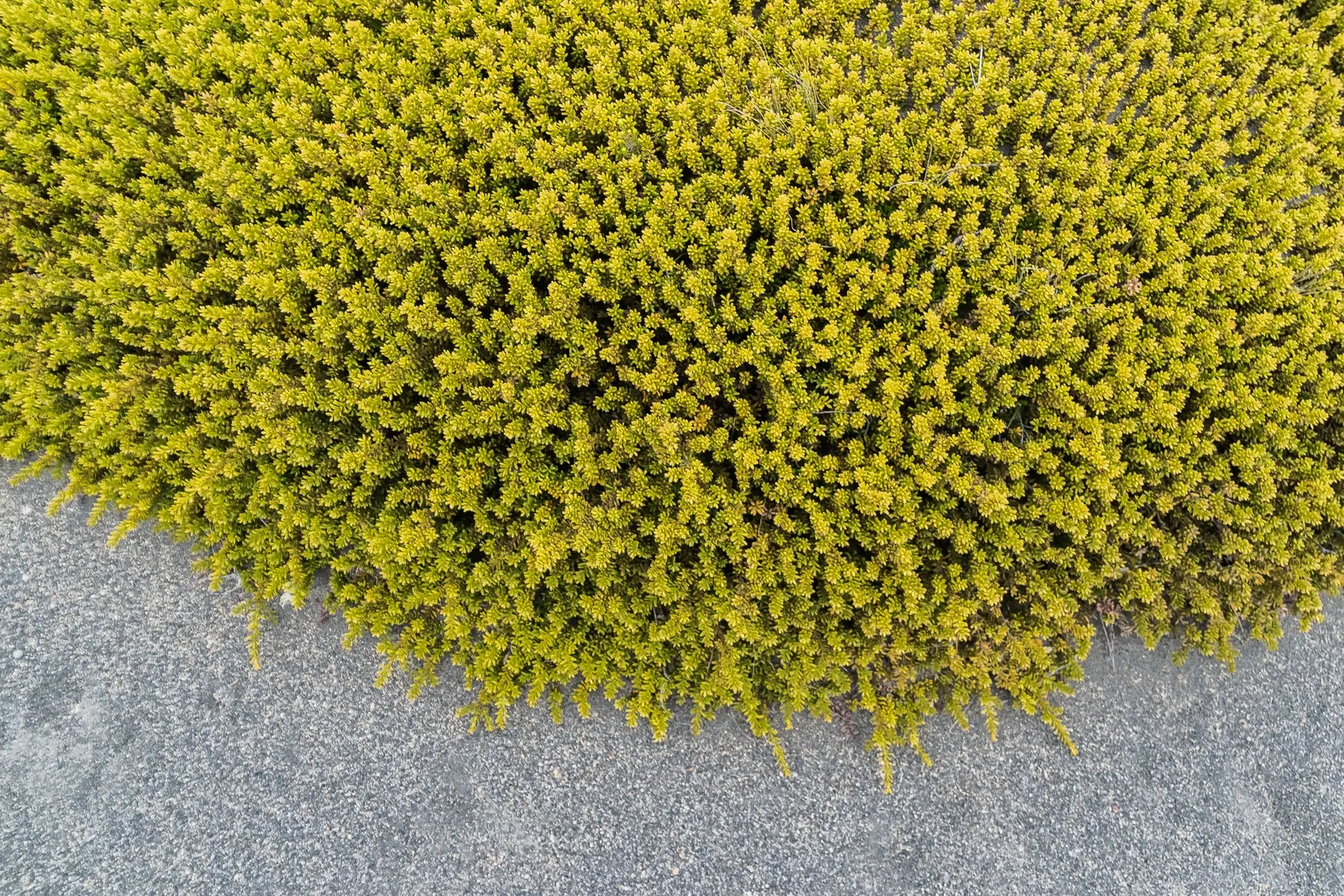 Alpine Totara (Podocarpus Nivalis) — <br><br>This plant is especially suited for rock gardens, alpine plantings, or as low hedging; often with a bronze tint in