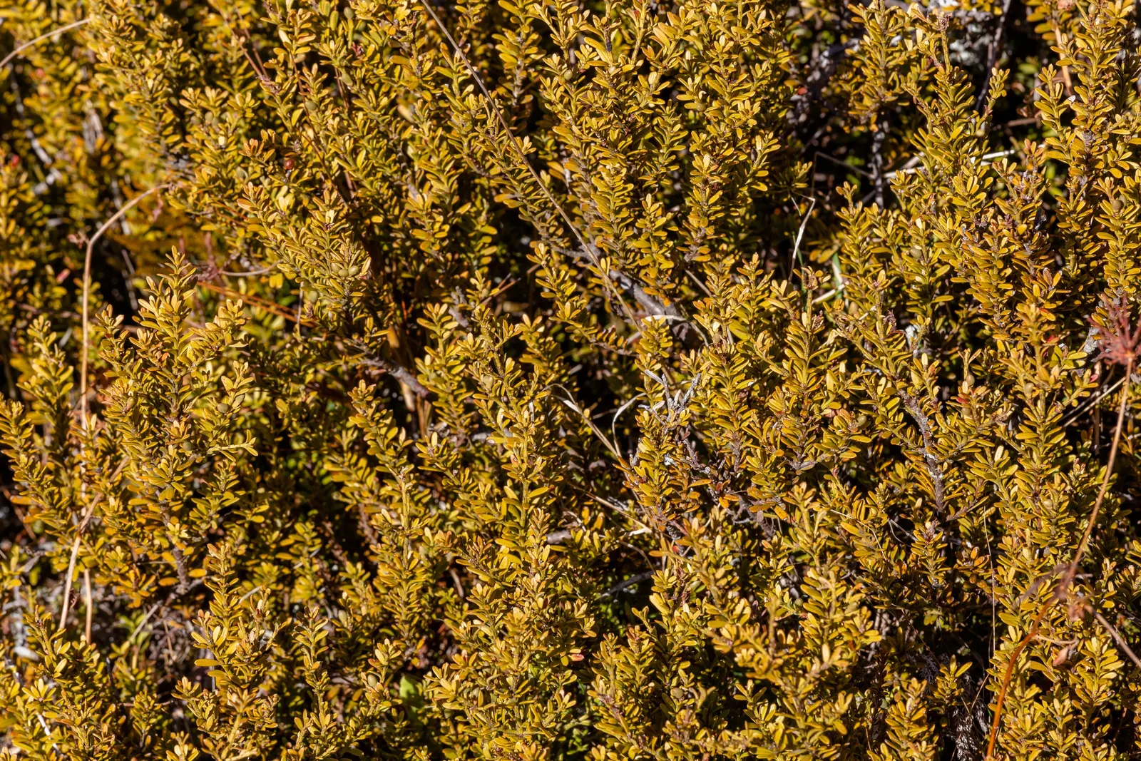 Alpine Totara (Podocarpus Nivalis) — low-growing habit and silver-green foliage make it an excellent ground cover or border plant
