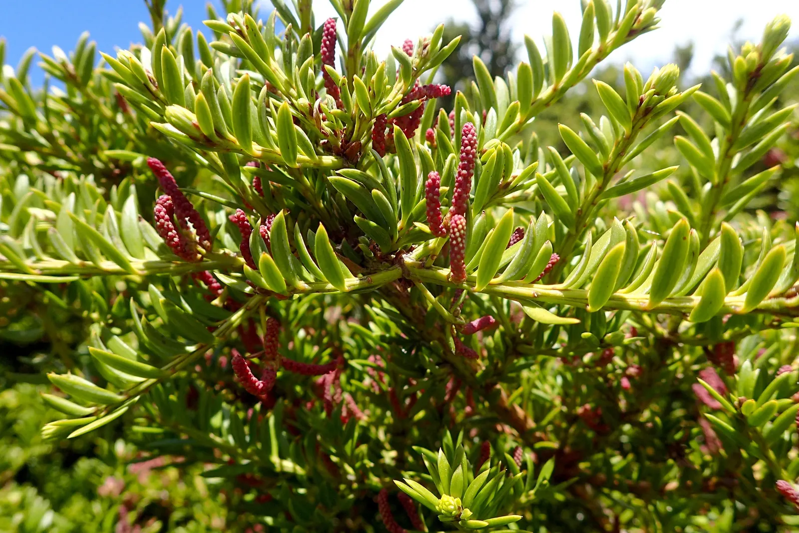 Alpine Totara (Podocarpus Nivalis) — it thrives in USDA zones 7-9