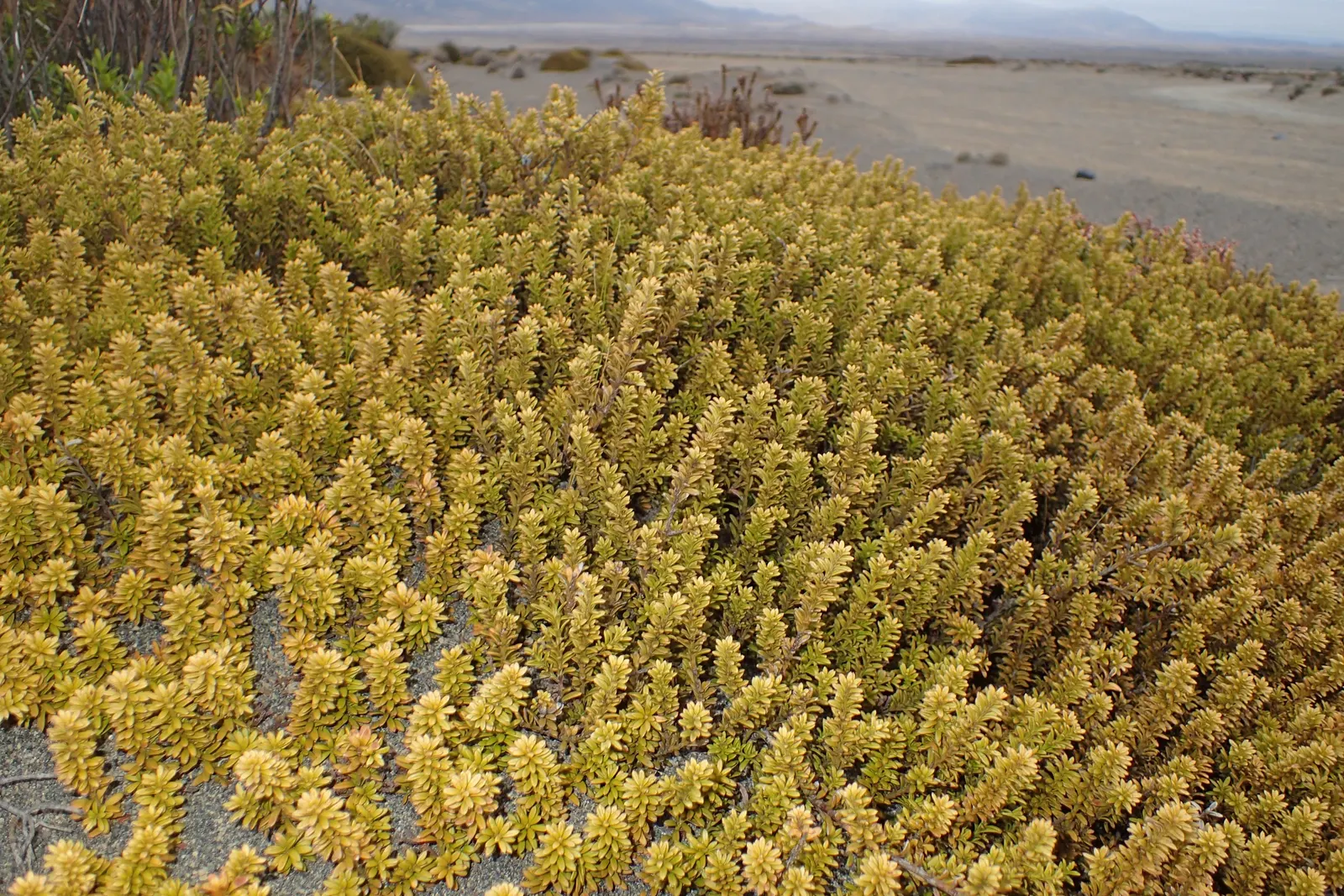 Alpine Totara (Podocarpus Nivalis) — adaptable to a range of soil types but favors neutral to slightly acidic pH levels; originating from New Zealand