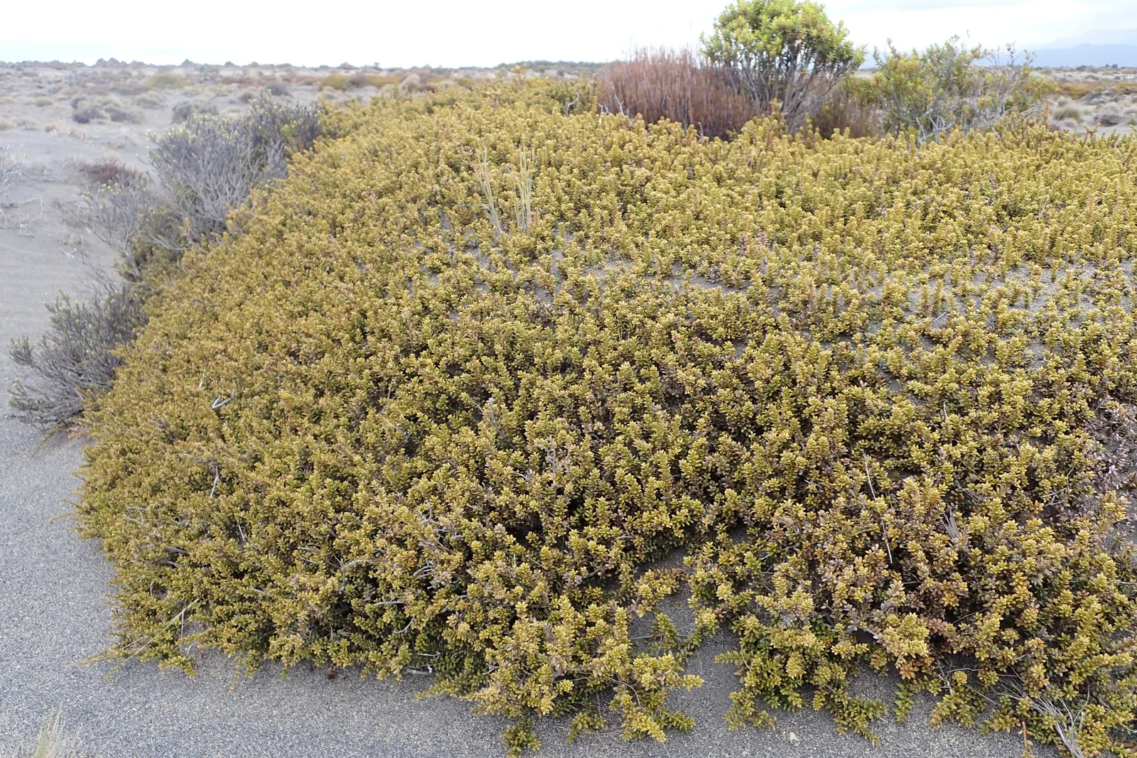 Alpine Totara (Podocarpus Nivalis) — Originating from New Zealand