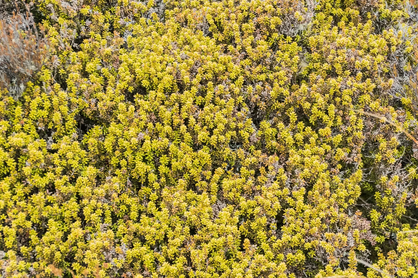 Alpine Totara (Podocarpus Nivalis) — with a spread of 2 to 4 feet over several years; exuding a rugged elegance while requiring minimal maintenance