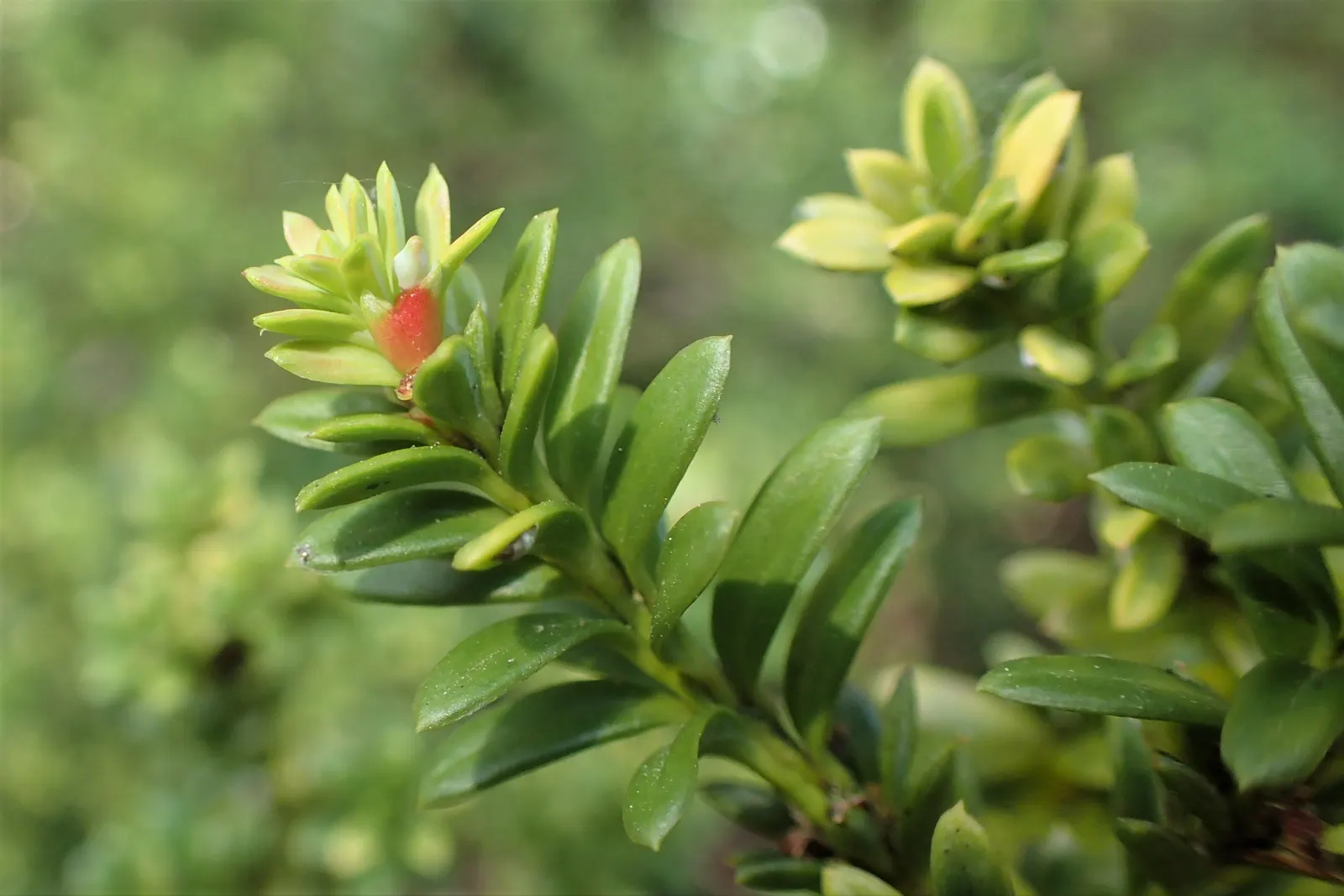 Alpine Totara (Podocarpus Nivalis) — exuding a rugged elegance while requiring minimal maintenance