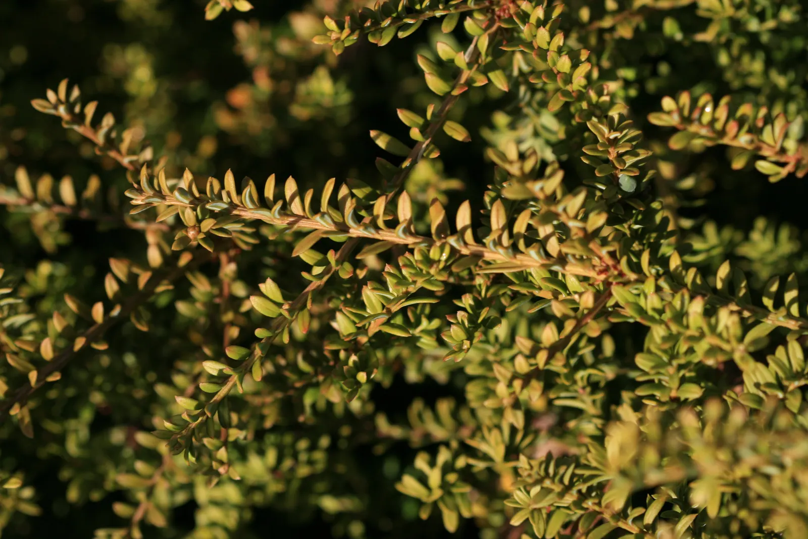Alpine Totara (Podocarpus Nivalis) — This color variation allows the Alpine Totara to provide dynamic visual interest; scientifically known as Podocarpus