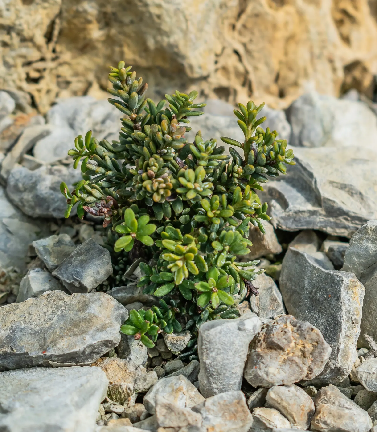 Alpine Totara (Podocarpus Nivalis) — Originating from New Zealand; low-growing habit and silver-green foliage make it an excellent ground cover or border plant