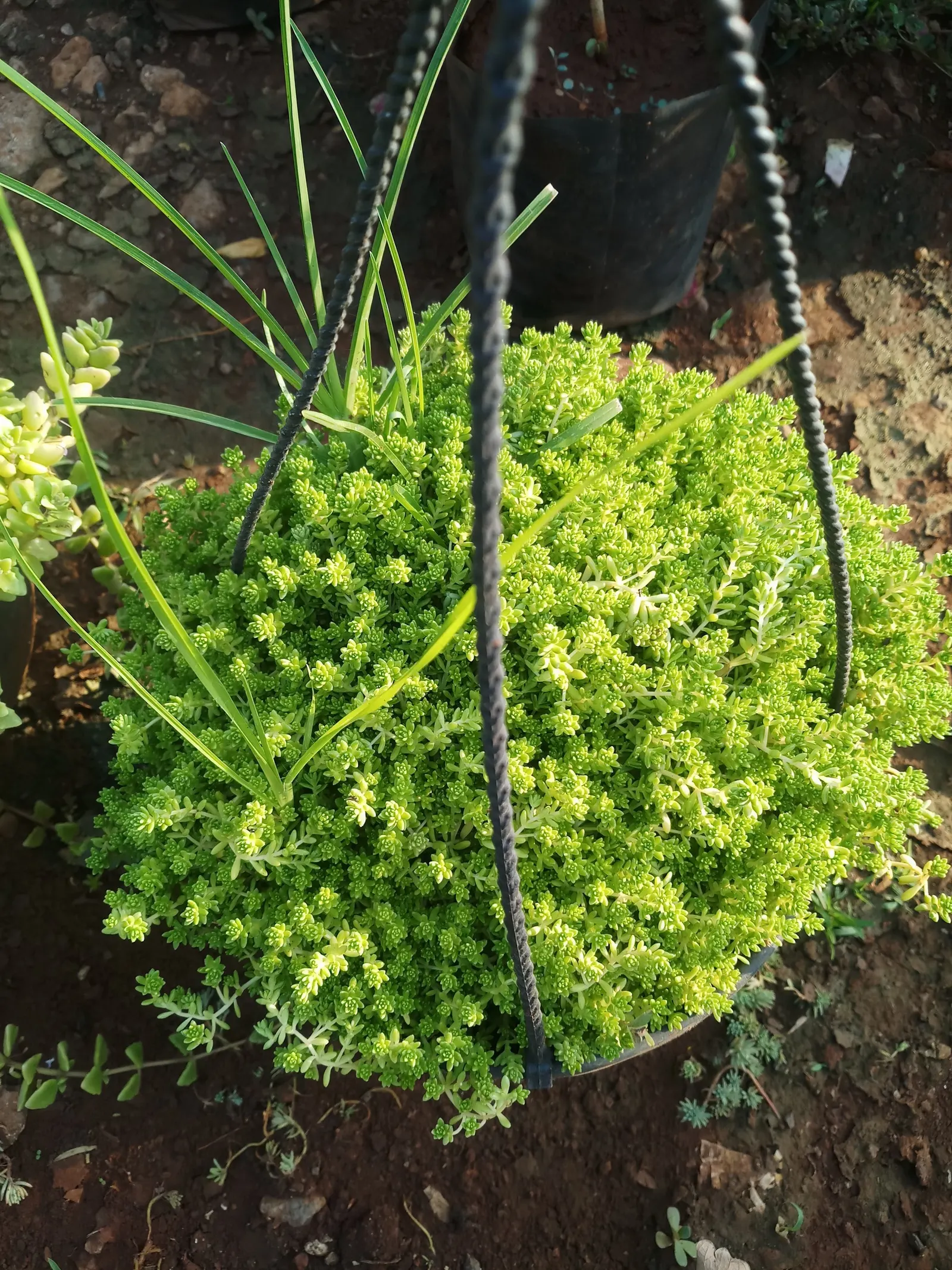 Alpine Totara (Podocarpus Nivalis) — It performs best in full sun to partial shade; ideal for adding texture and year-round interest to landscapes