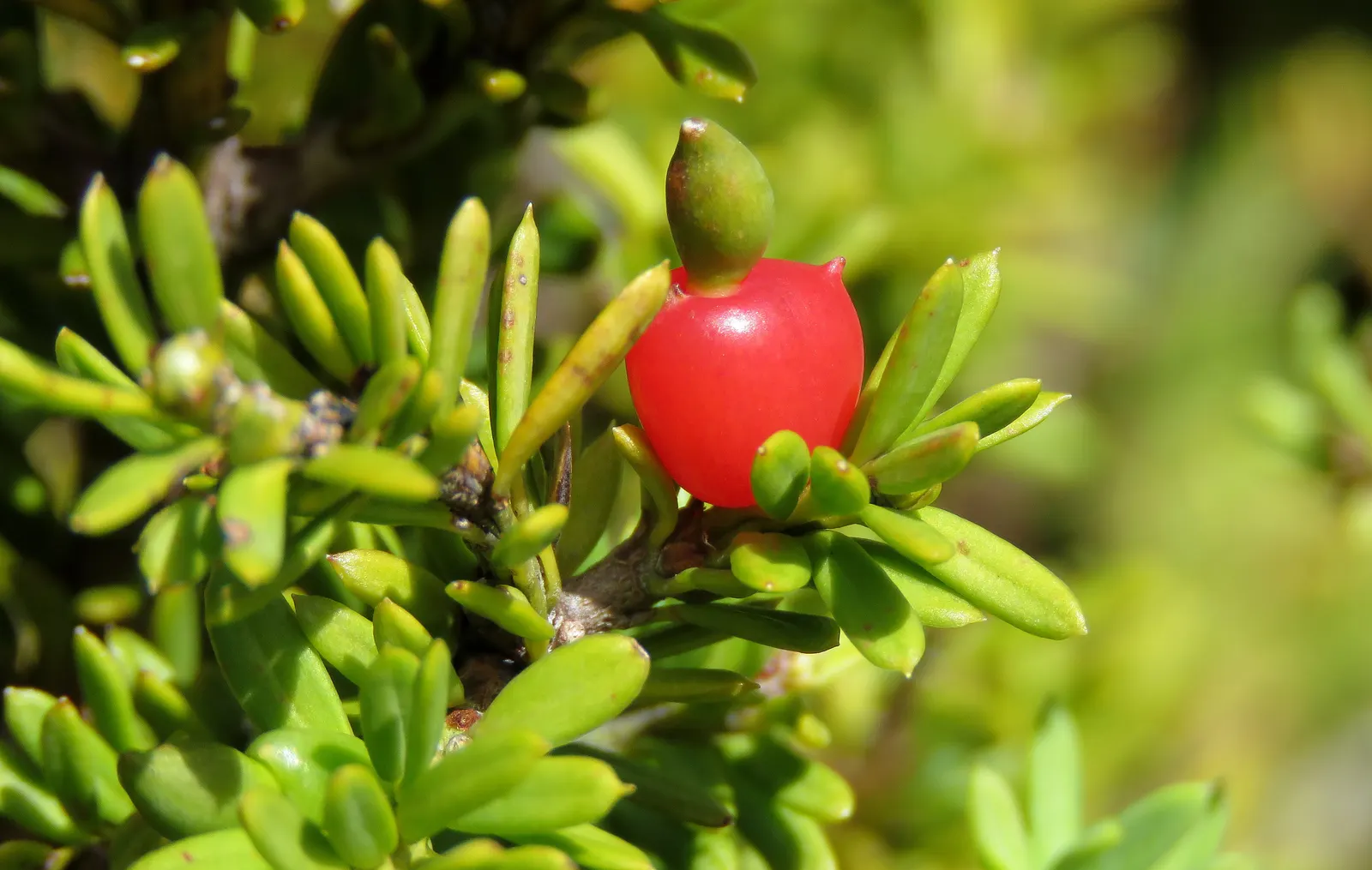 Alpine Totara (Podocarpus Nivalis) — exuding a rugged elegance while requiring minimal maintenance; requiring minimal pruning to maintain its shape