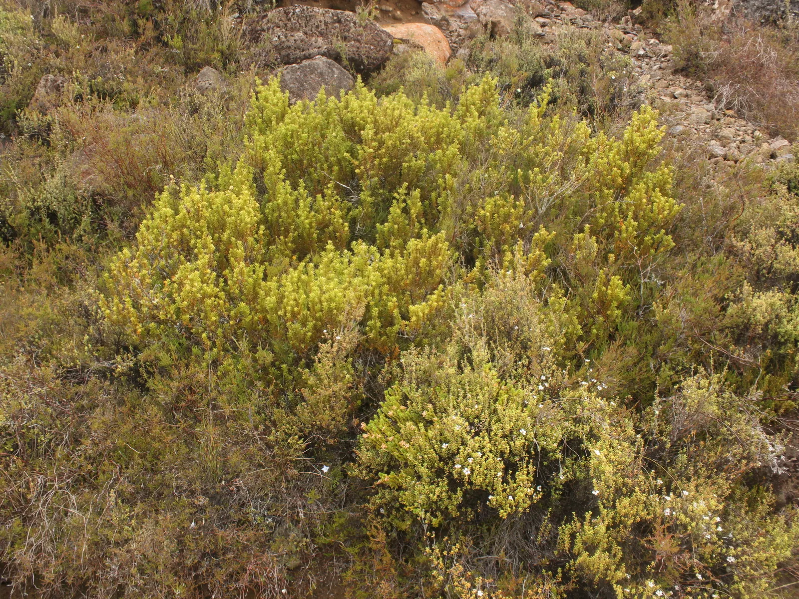 Alpine Totara (Podocarpus Nivalis) — The plant typically reaches a mature height of 3 to 5 feet; conifer / shrub for full