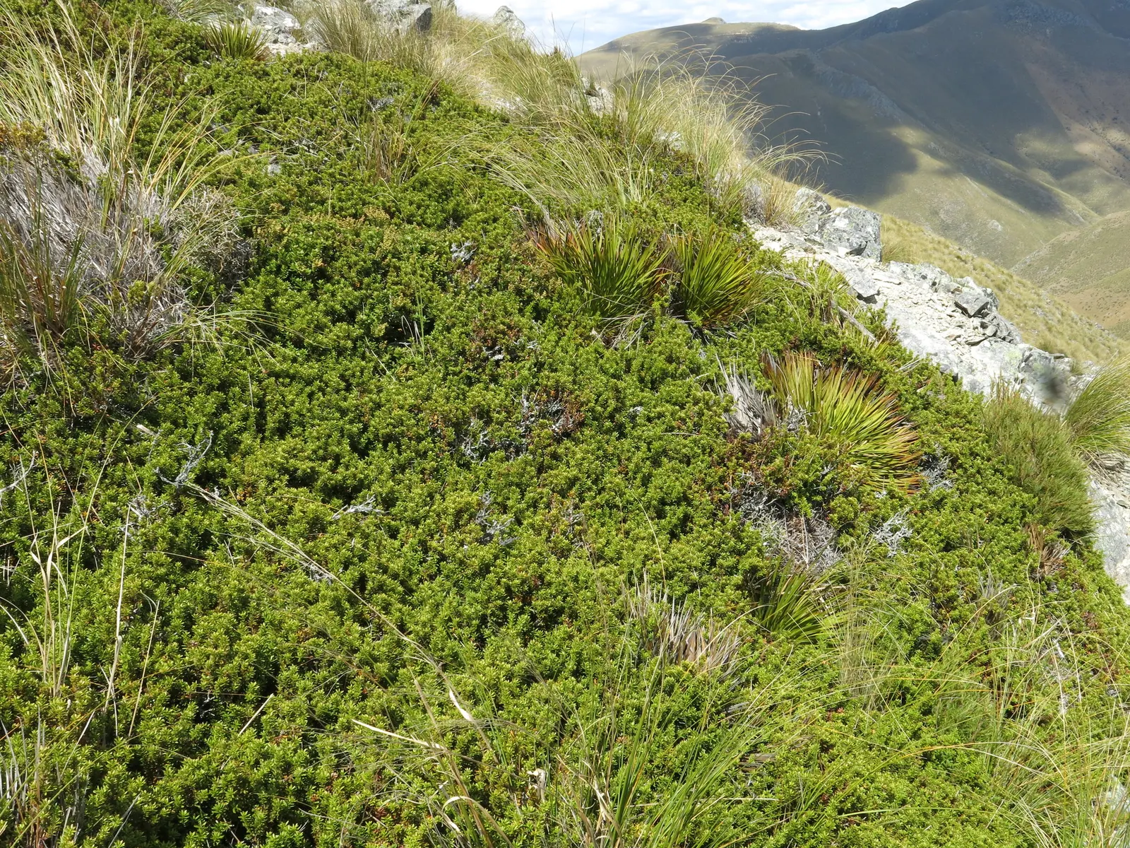 Alpine Totara (Podocarpus Nivalis) — its compact size is excellent for creating a natural, image 50