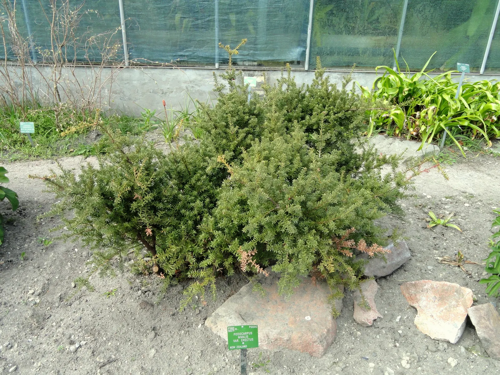 Alpine Totara (Podocarpus Nivalis) — This color variation allows the Alpine Totara to provide dynamic visual interest