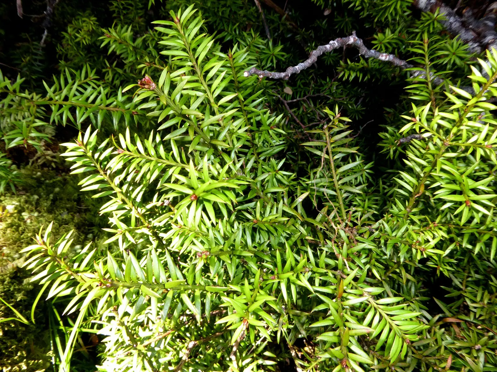 Alpine Totara (Podocarpus Nivalis) — preferring well-drained soils and full to partial sun, image 32