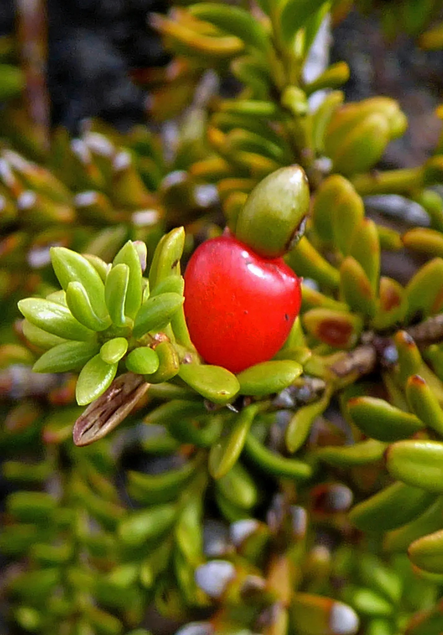 Alpine Totara (Podocarpus Nivalis) — <br><br>This plant is especially suited for rock gardens, alpine plantings, or as low hedging