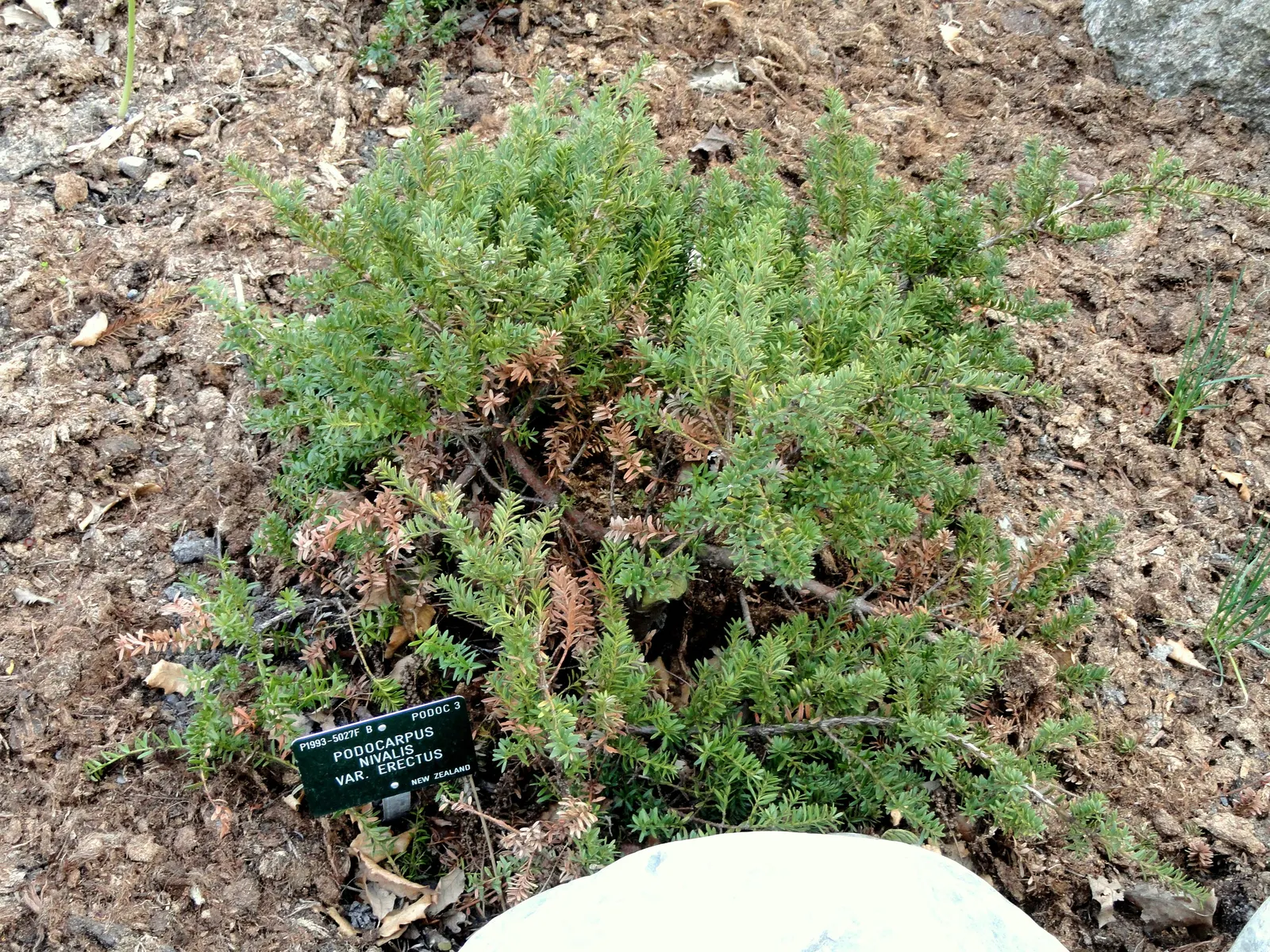 Alpine Totara (Podocarpus Nivalis) — exhibiting a slow growth rate.<br><br>Its needle-like foliage offers an array of colors through seasons