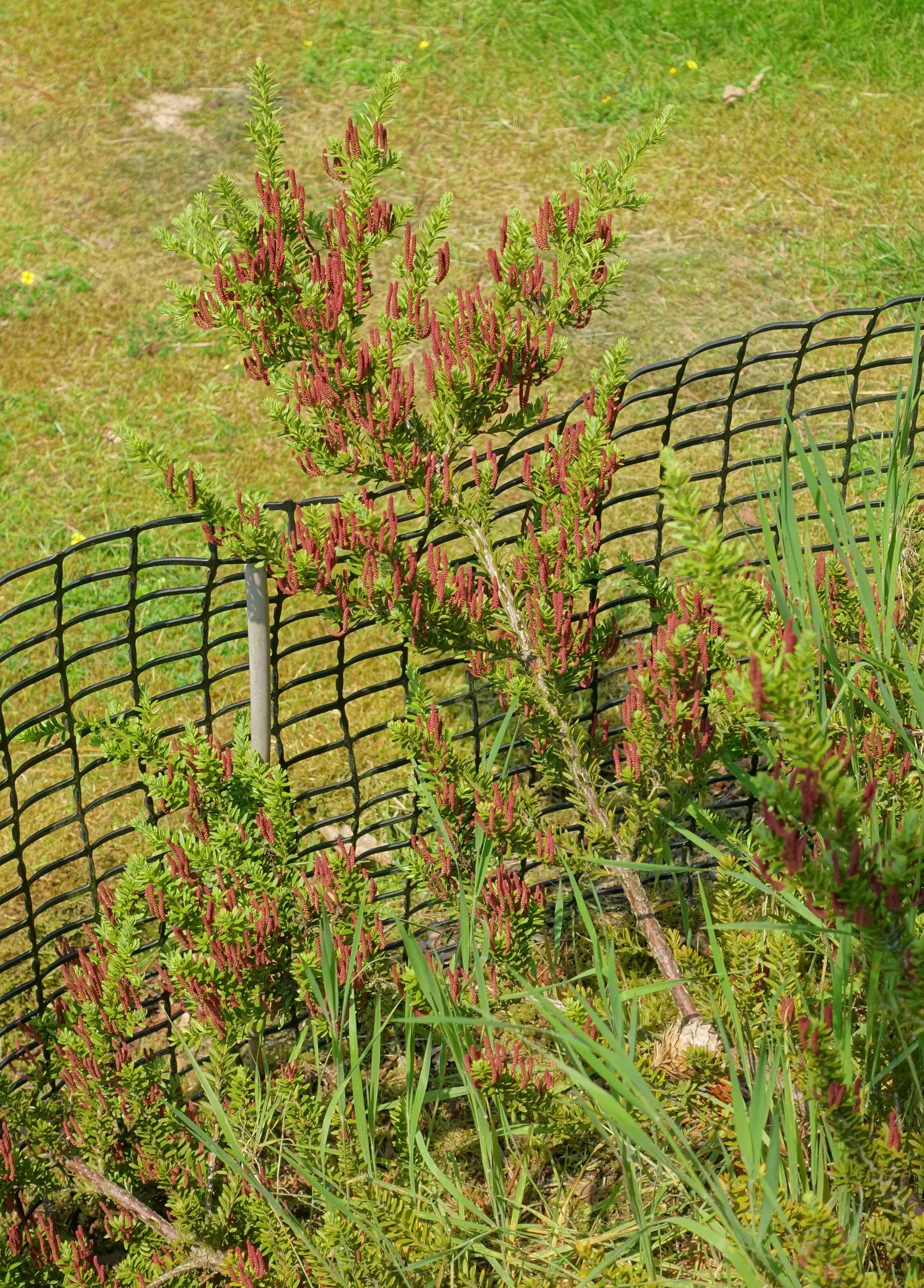 Alpine Totara (Podocarpus Nivalis) — The Alpine Totara (Podocarpus nivalis) is an evergreen conifer