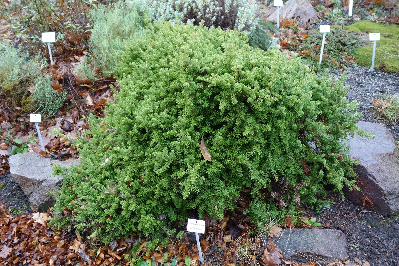 Alpine Totara (Podocarpus Nivalis) — scientifically known as Podocarpus nivalis
