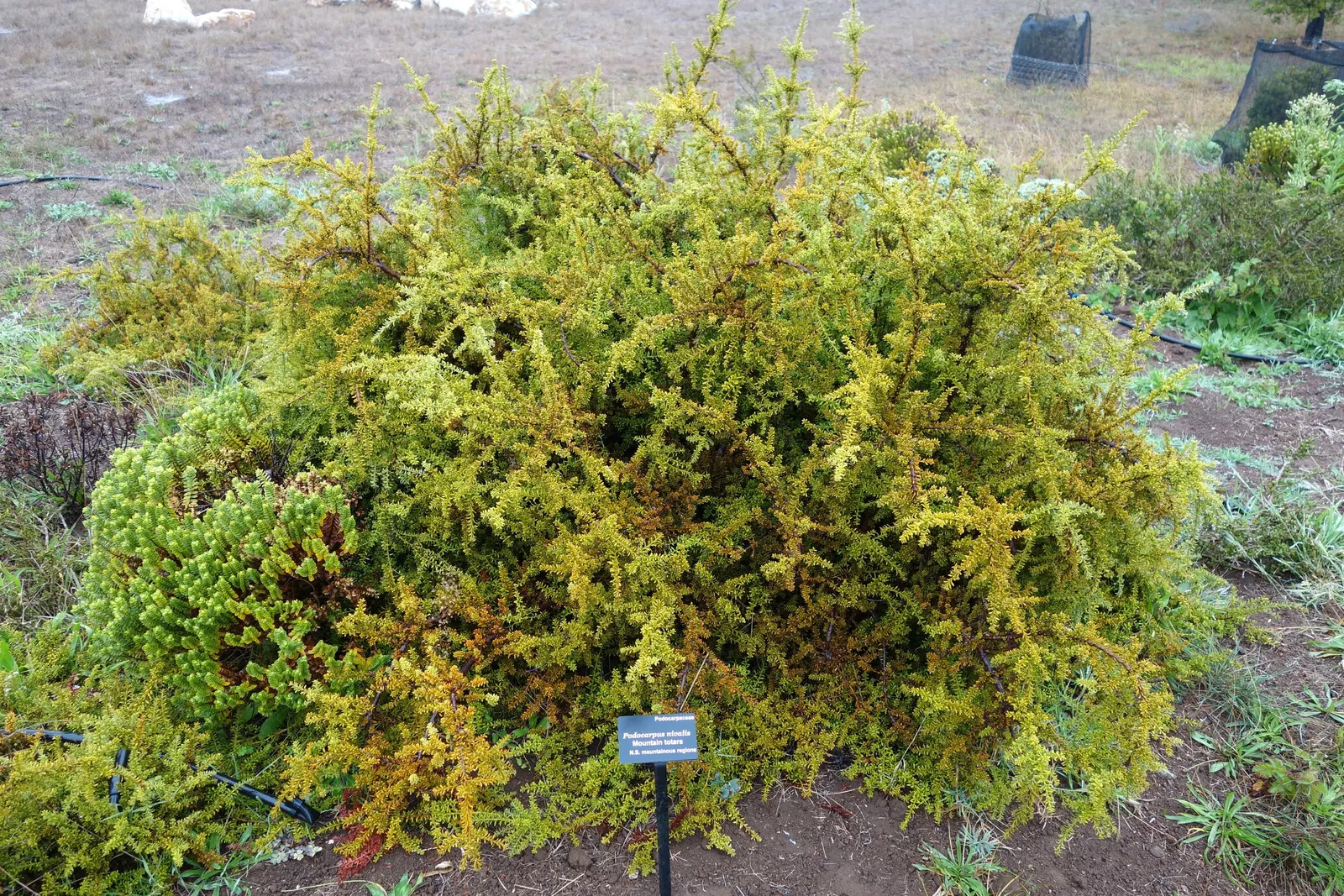 Alpine Totara (Podocarpus Nivalis) — withstanding temperatures down to 10&deg;F