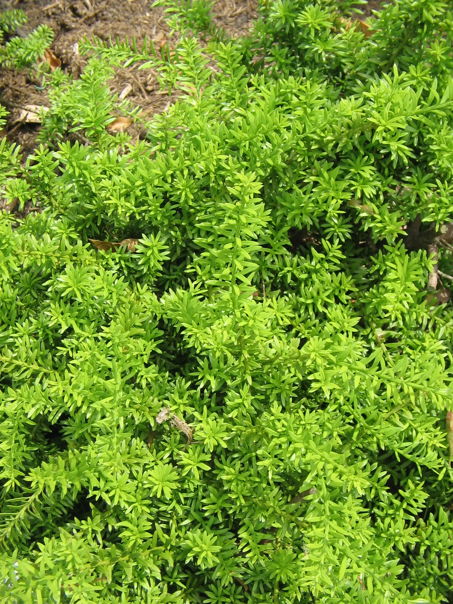Alpine Totara (Podocarpus Nivalis) — The Alpine Totara (Podocarpus nivalis) is an evergreen conifer; it thrives in USDA zones 7-9