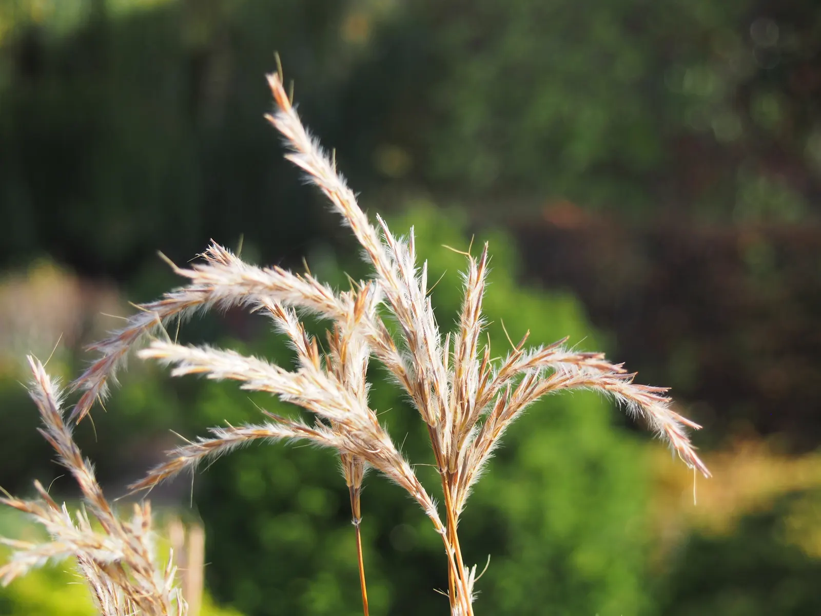 Little Bluestem (Schizachyrium Scoparium) — displaying striking blue-green foliage that transitions to a vibrant reddish-brown in fall