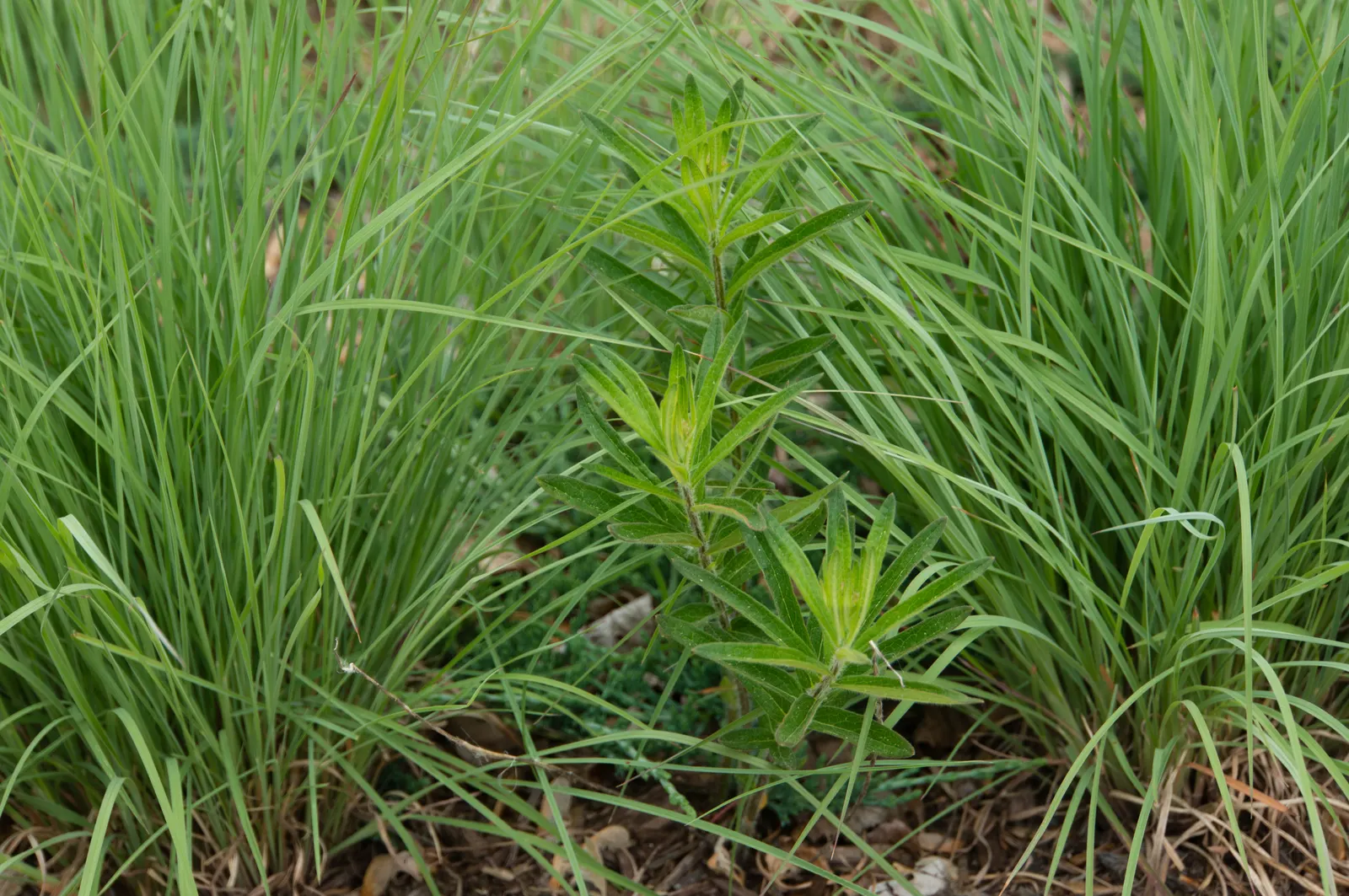 Little Bluestem (Schizachyrium Scoparium) — Little Bluestem serves as an excellent choice for mass plantings