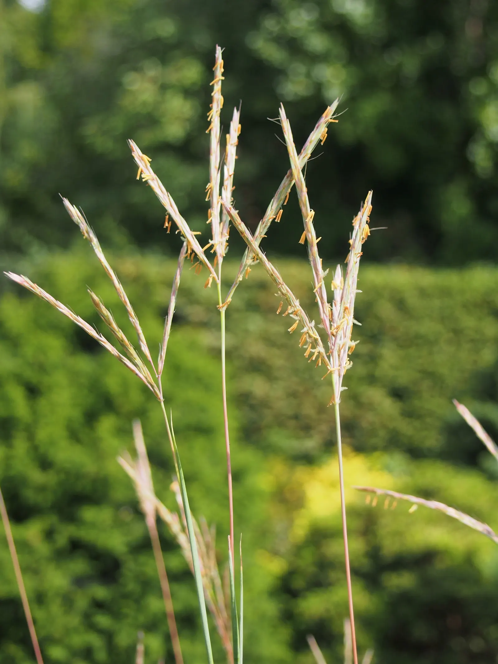 Little Bluestem (Schizachyrium Scoparium) — it's an excellent choice for sustainable designs; grass / perennial with white blooms, image 46