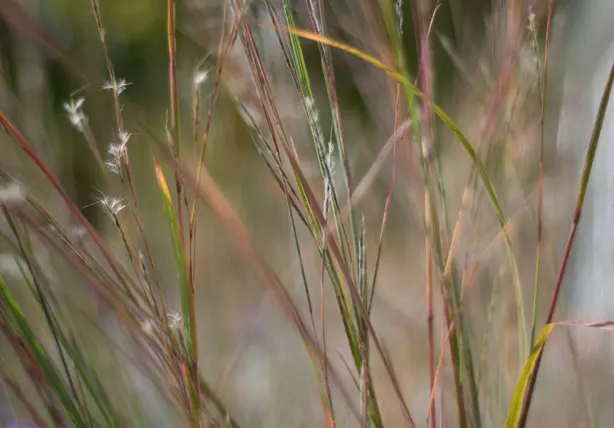 Little Bluestem (Schizachyrium Scoparium) — is a versatile native North American prairie grass known for its resilient nature and striking visual appeal; it is