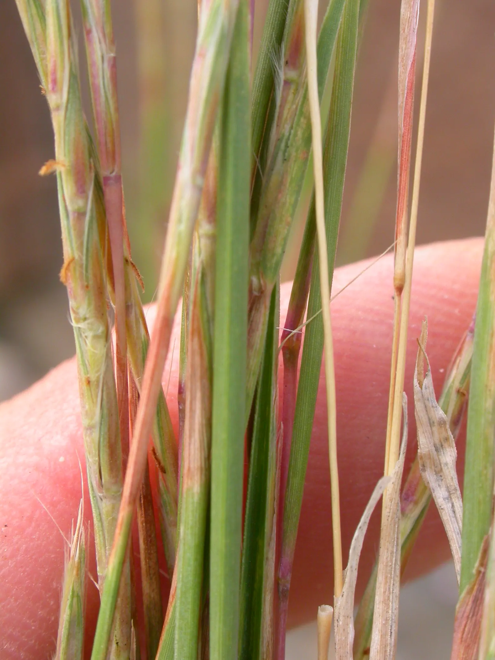 Little Bluestem (Schizachyrium Scoparium) — This perennial reaches 2-4 feet in height