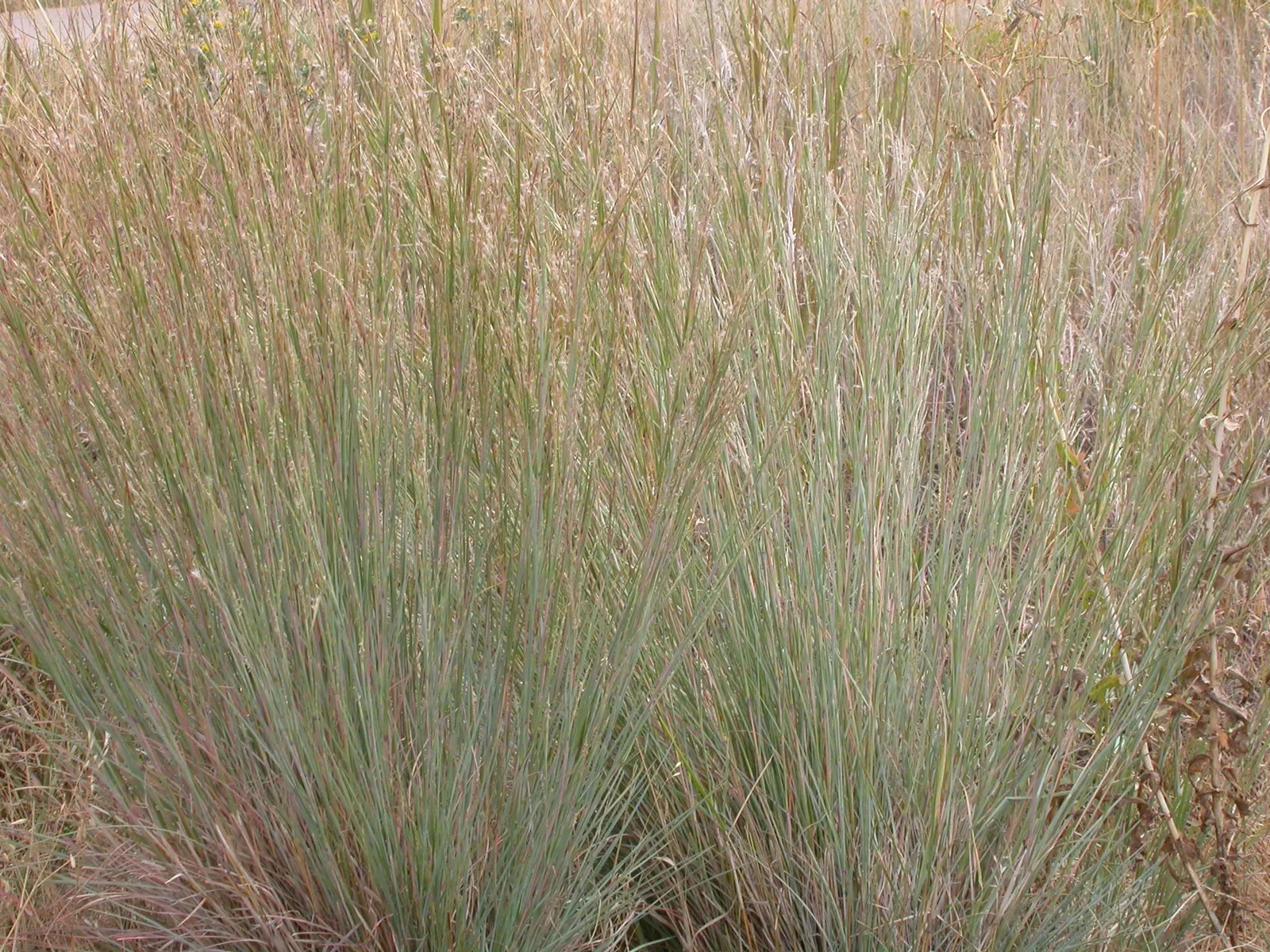 Little Bluestem (Schizachyrium Scoparium) — displaying striking blue-green foliage that transitions to a vibrant reddish-brown in fall; white, image 63