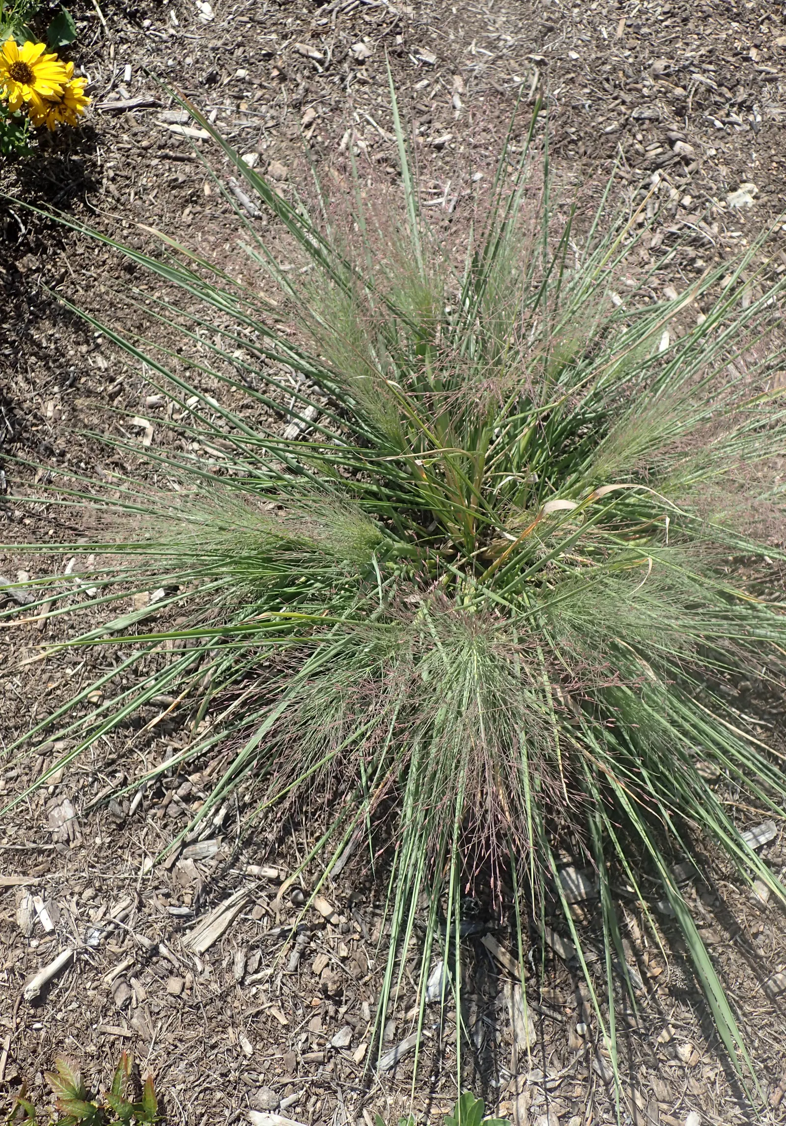 Little Bluestem (Schizachyrium Scoparium) — grass / perennial for full; the plant's deep root system helps with soil stabilization and erosion control