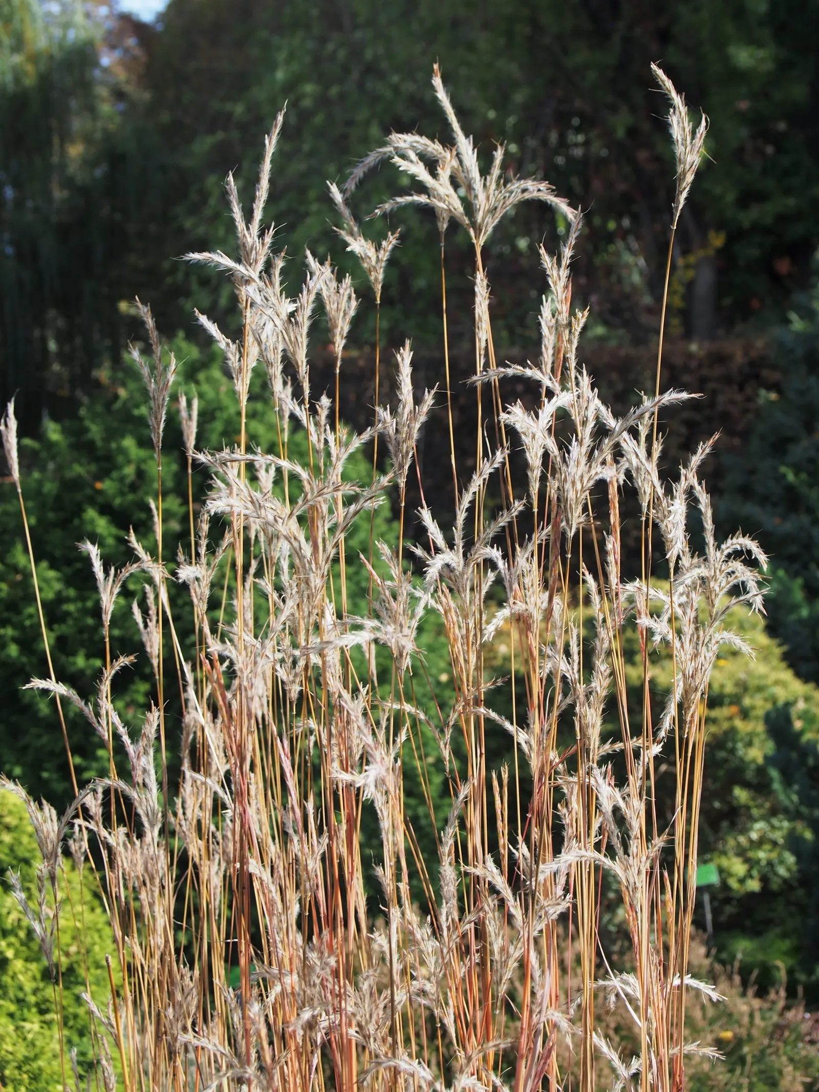 Little Bluestem (Schizachyrium Scoparium) — although it prefers well-drained soils; the Little Bluestem, Schizachyrium scoparium, is a North, image 52