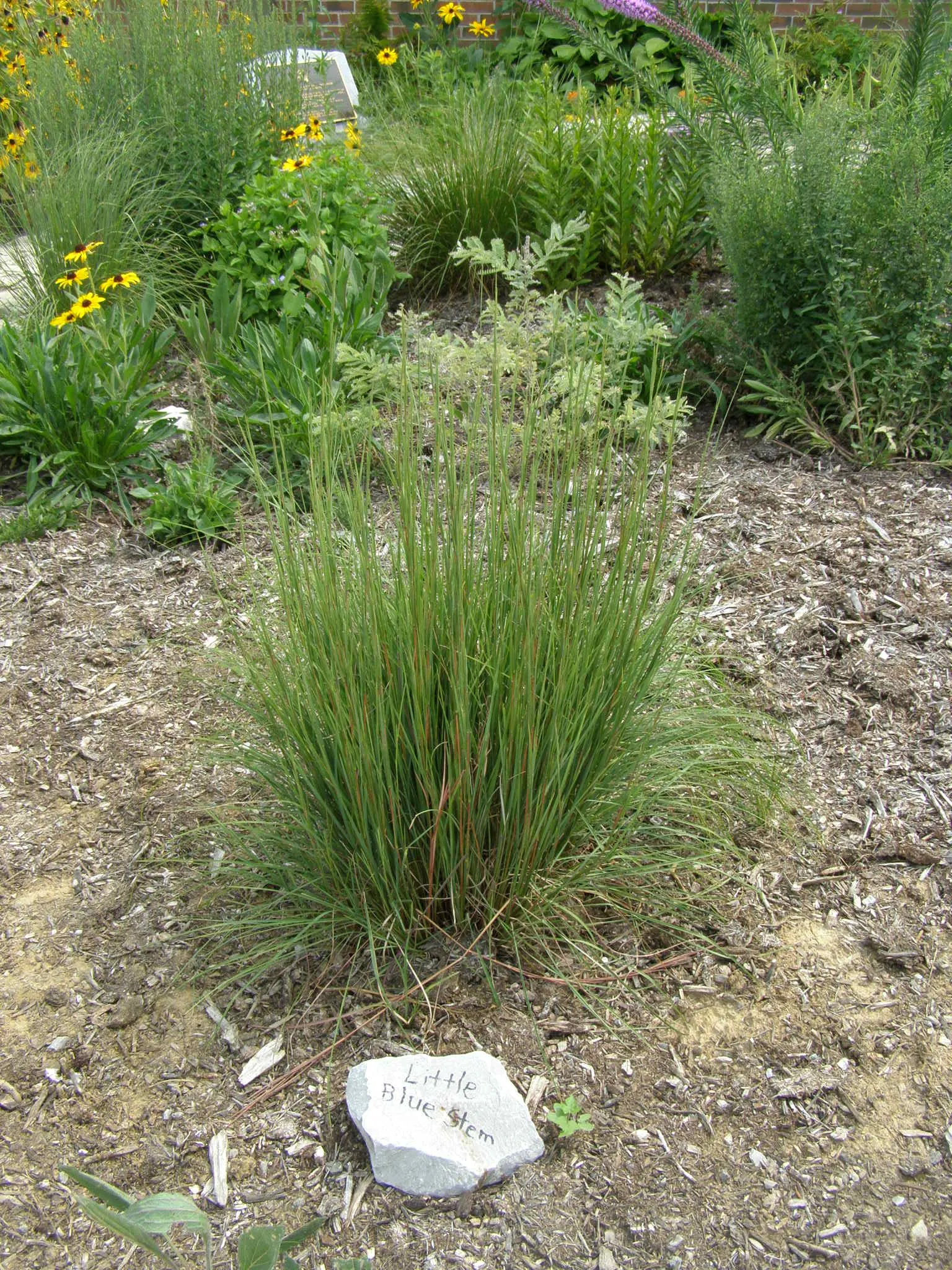 Little Bluestem (Schizachyrium Scoparium) — This warm-season perennial reaches 2 to 3 feet in height with a spread of approximately 18 to 24 inches
