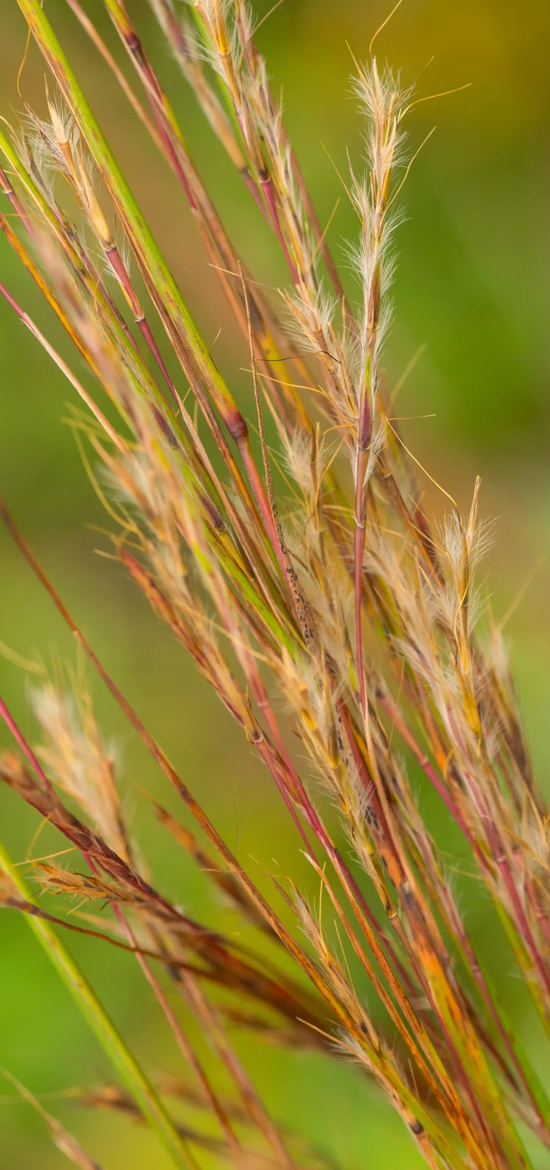 Little Bluestem (Schizachyrium Scoparium) — it shifts into a stunning display of oranges; offering habitat value and autumnal interest, image 50