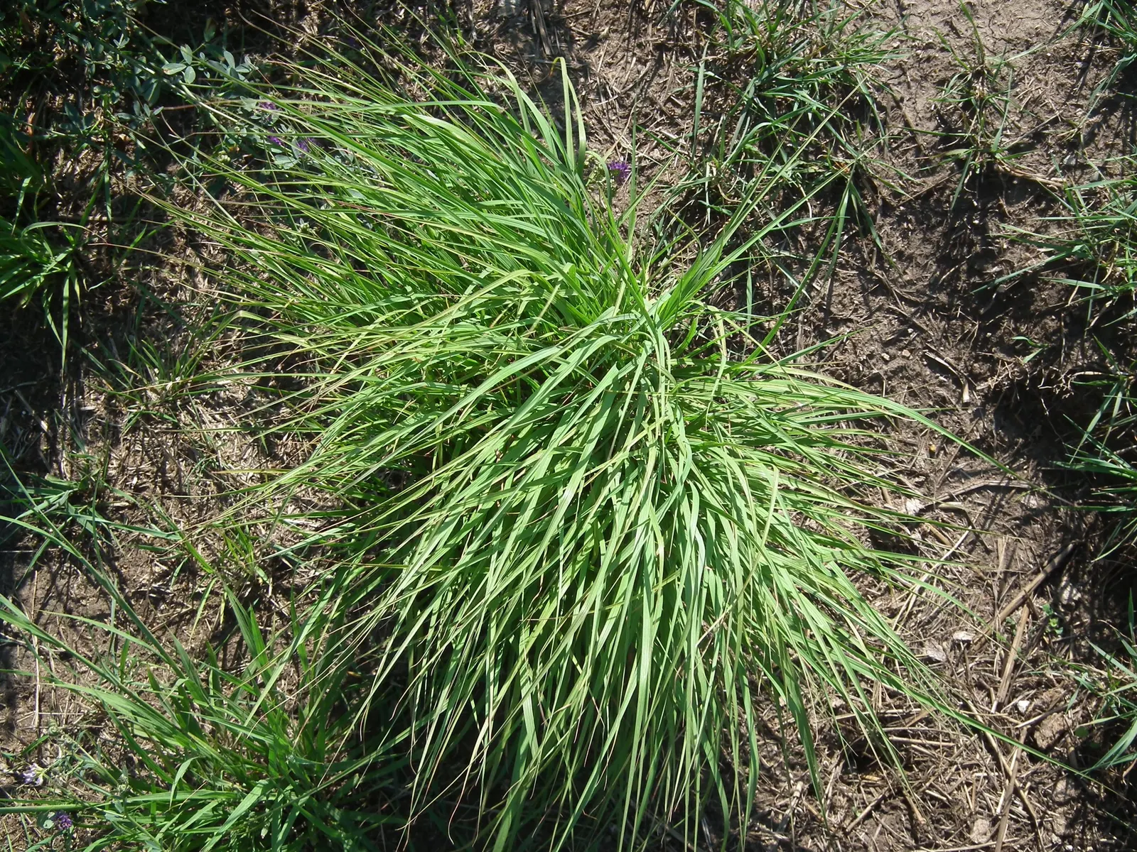 Little Bluestem (Schizachyrium Scoparium) — With minimal water requirements and high drought tolerance