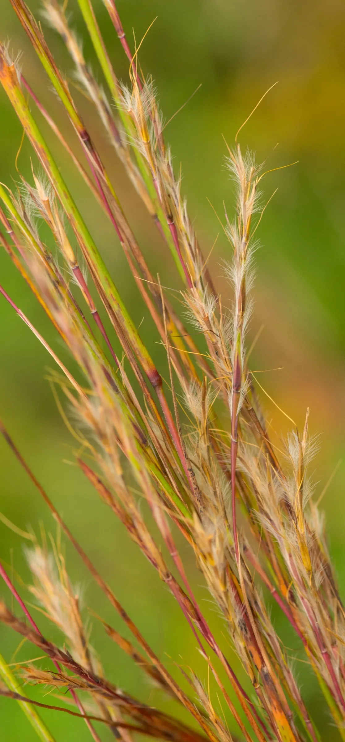 Little Bluestem (Schizachyrium Scoparium) — The plant's deep root system helps with soil stabilization and erosion control; additionally, its seed heads
