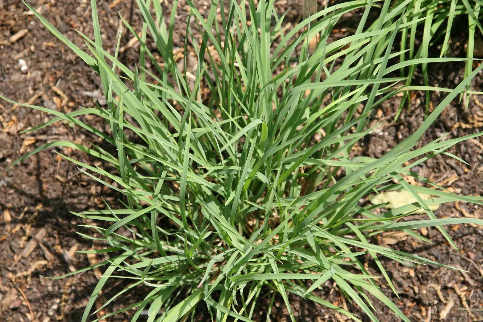 Little Bluestem (Schizachyrium Scoparium) — displaying striking blue-green foliage that transitions to a vibrant reddish-brown in fall; white flowers in the