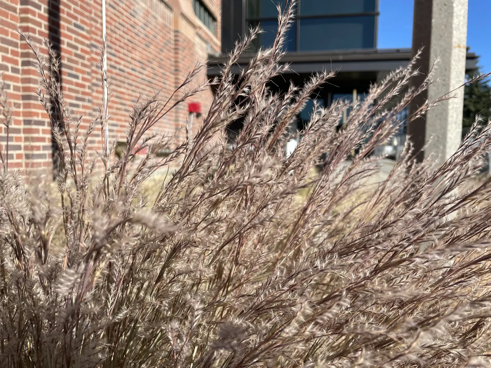 Little Bluestem (Schizachyrium Scoparium) — grass / perennial with white blooms