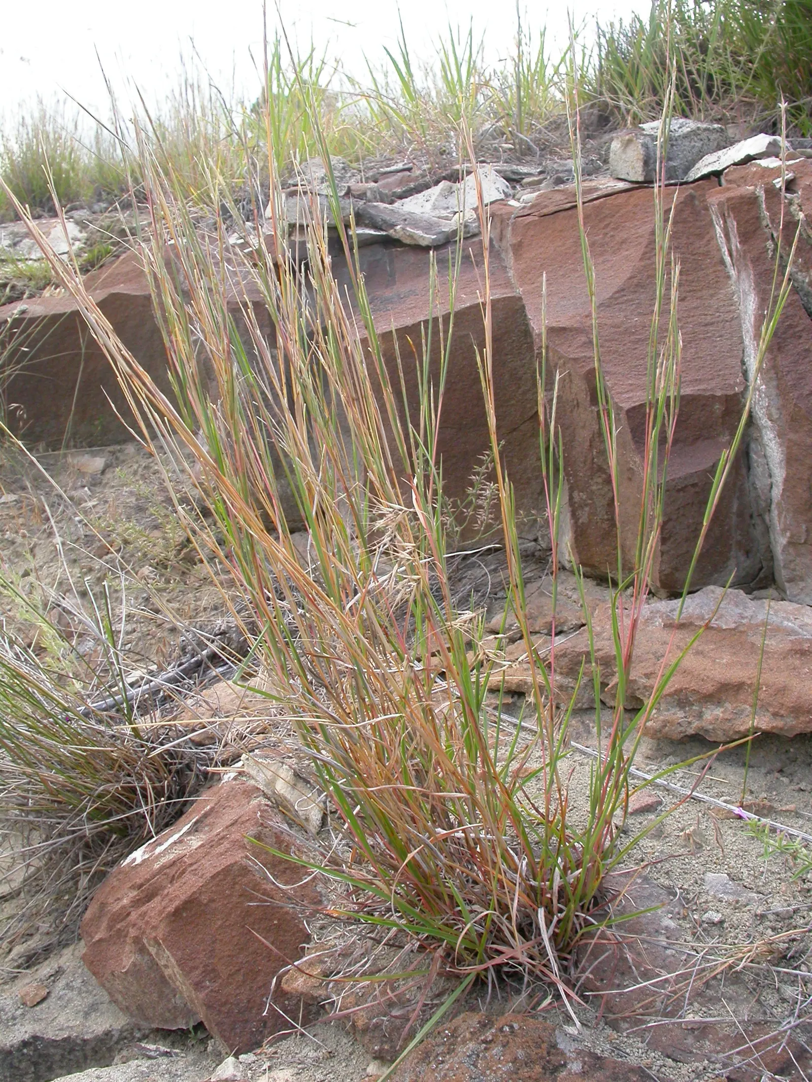 Little Bluestem (Schizachyrium Scoparium) — offering habitat value and autumnal interest; it's an excellent choice for sustainable designs, image 47
