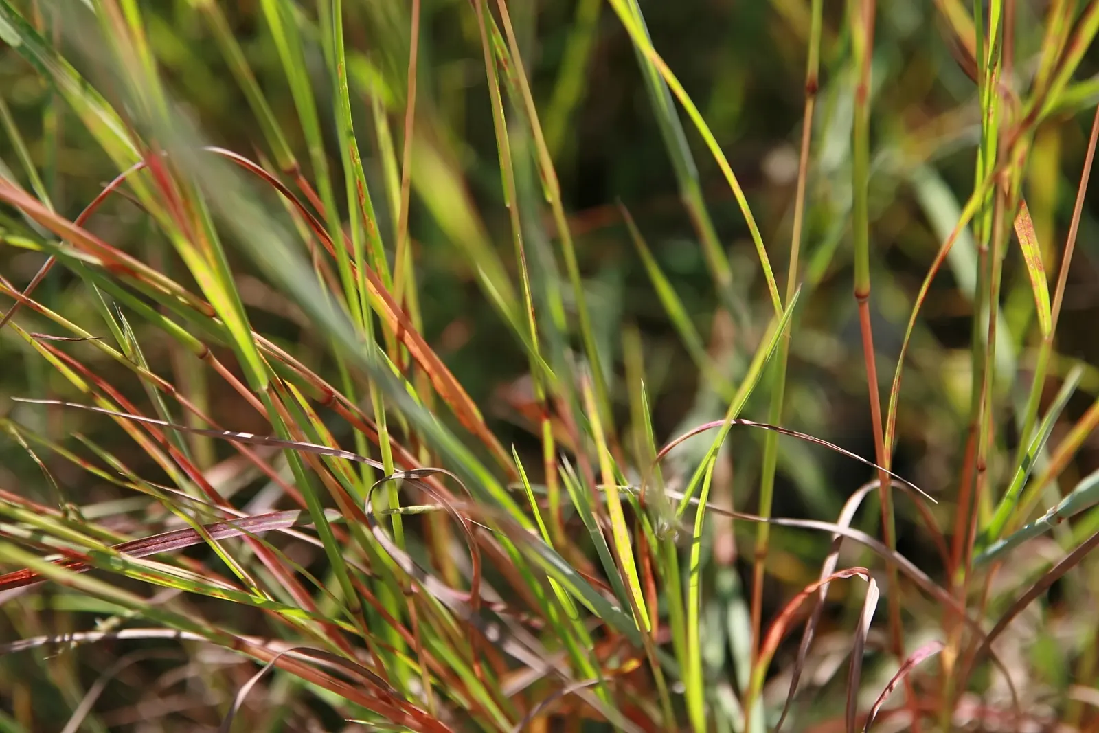 Little Bluestem (Schizachyrium Scoparium) — The plant's deep root system helps with soil stabilization and erosion control; additionally, its seed, image 57