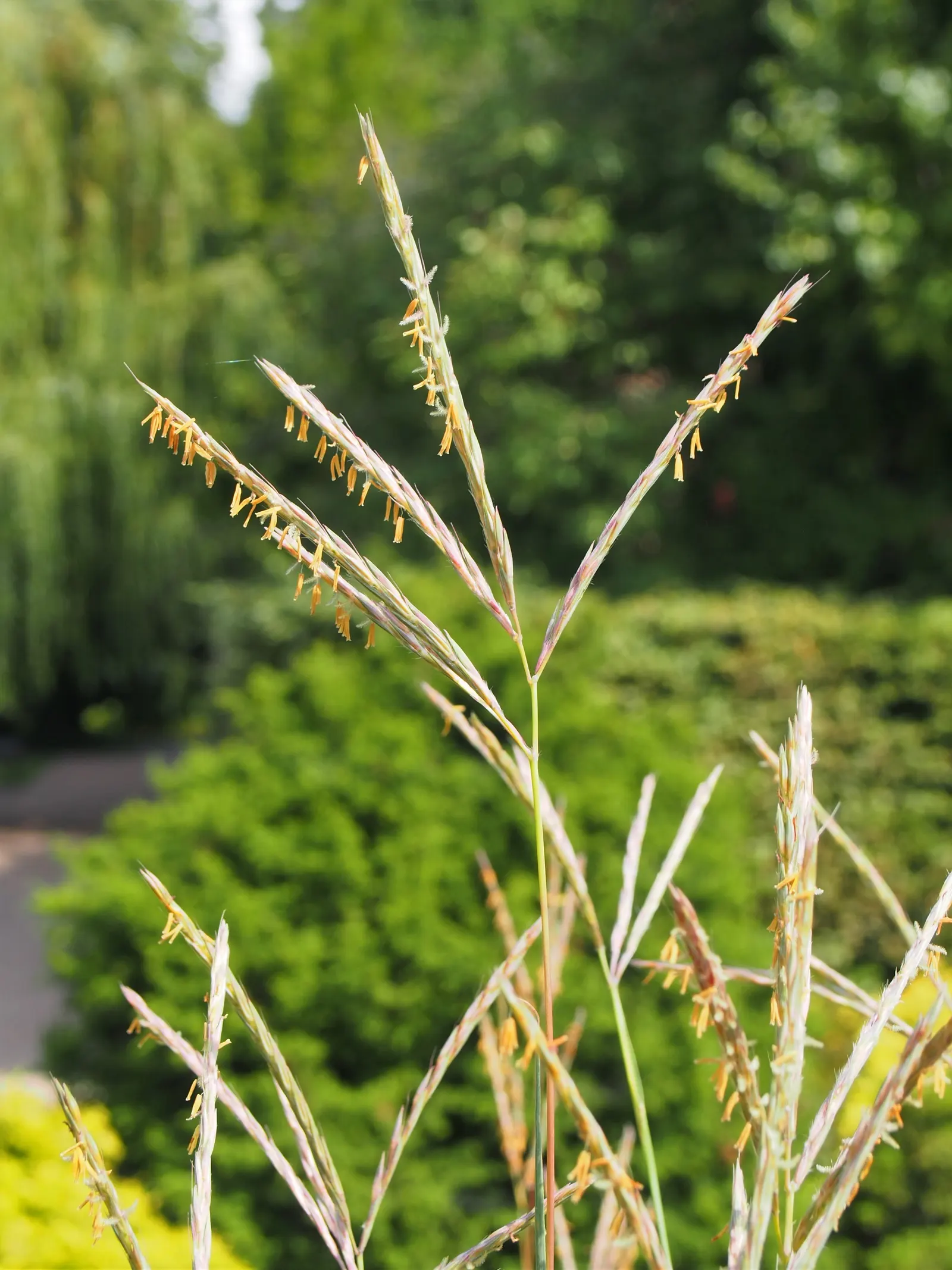 Little Bluestem (Schizachyrium Scoparium) — Little Bluestem serves as an excellent choice for mass plantings; this perennial reaches 2-4 feet in height
