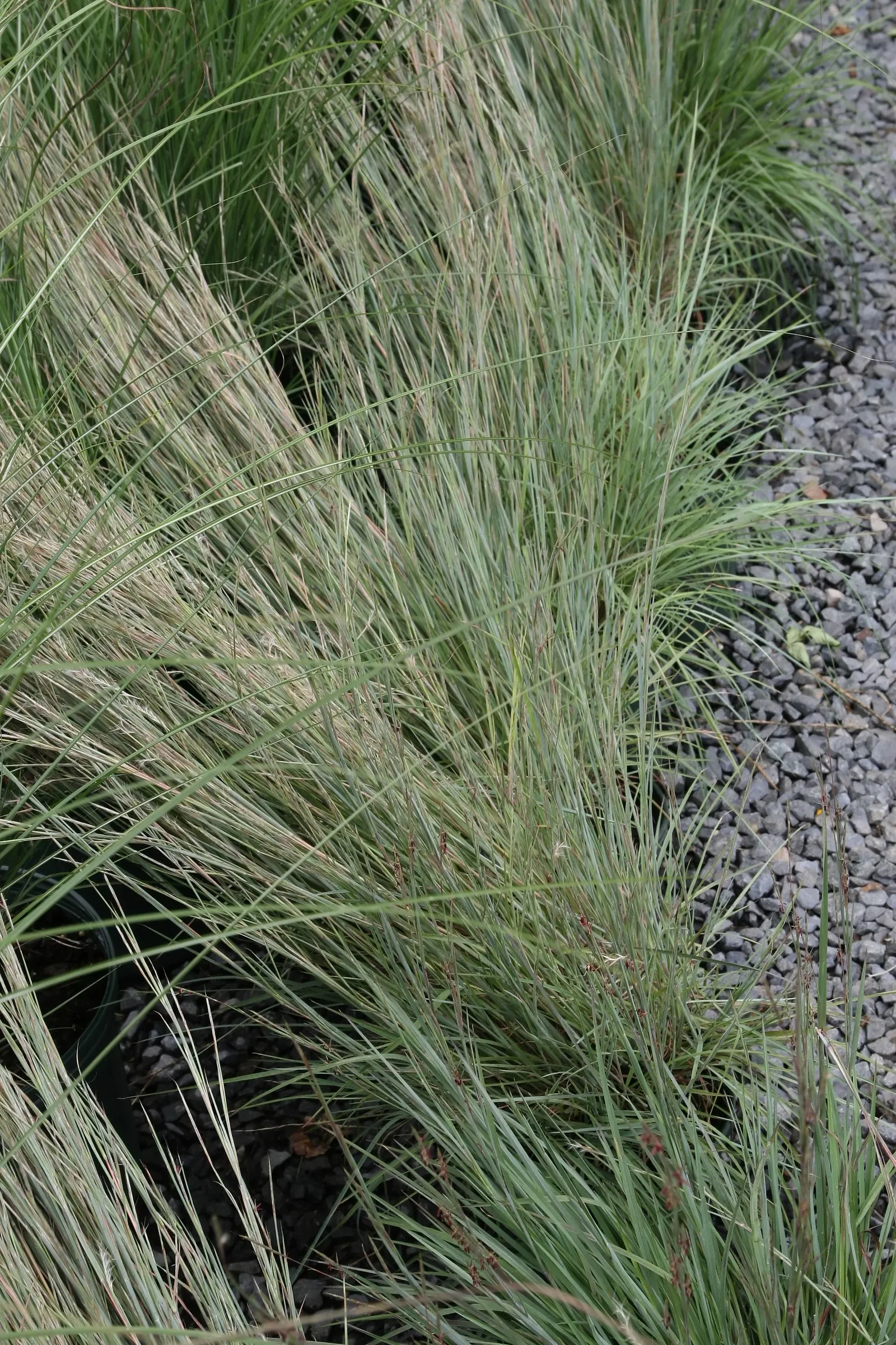 Little Bluestem (Schizachyrium Scoparium) — is a versatile native North American prairie grass known for its resilient nature and striking visual appeal