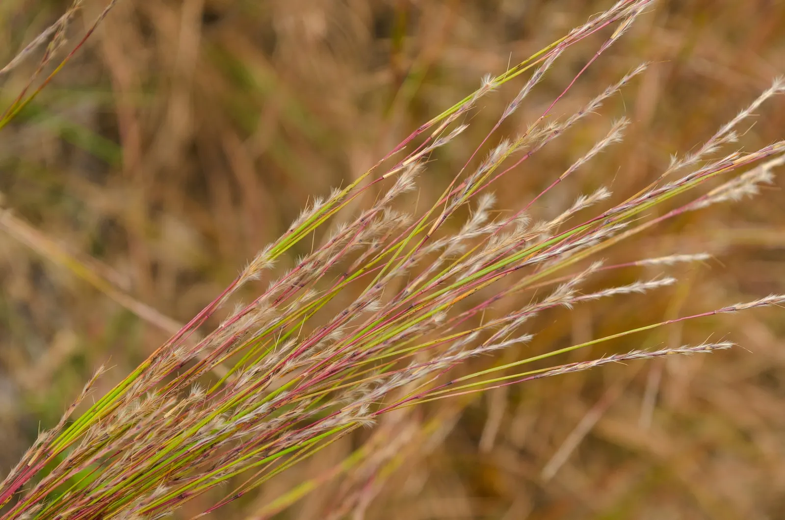 Little Bluestem (Schizachyrium Scoparium) — This perennial reaches 2-4 feet in height; the grass takes on a lighter, image 42
