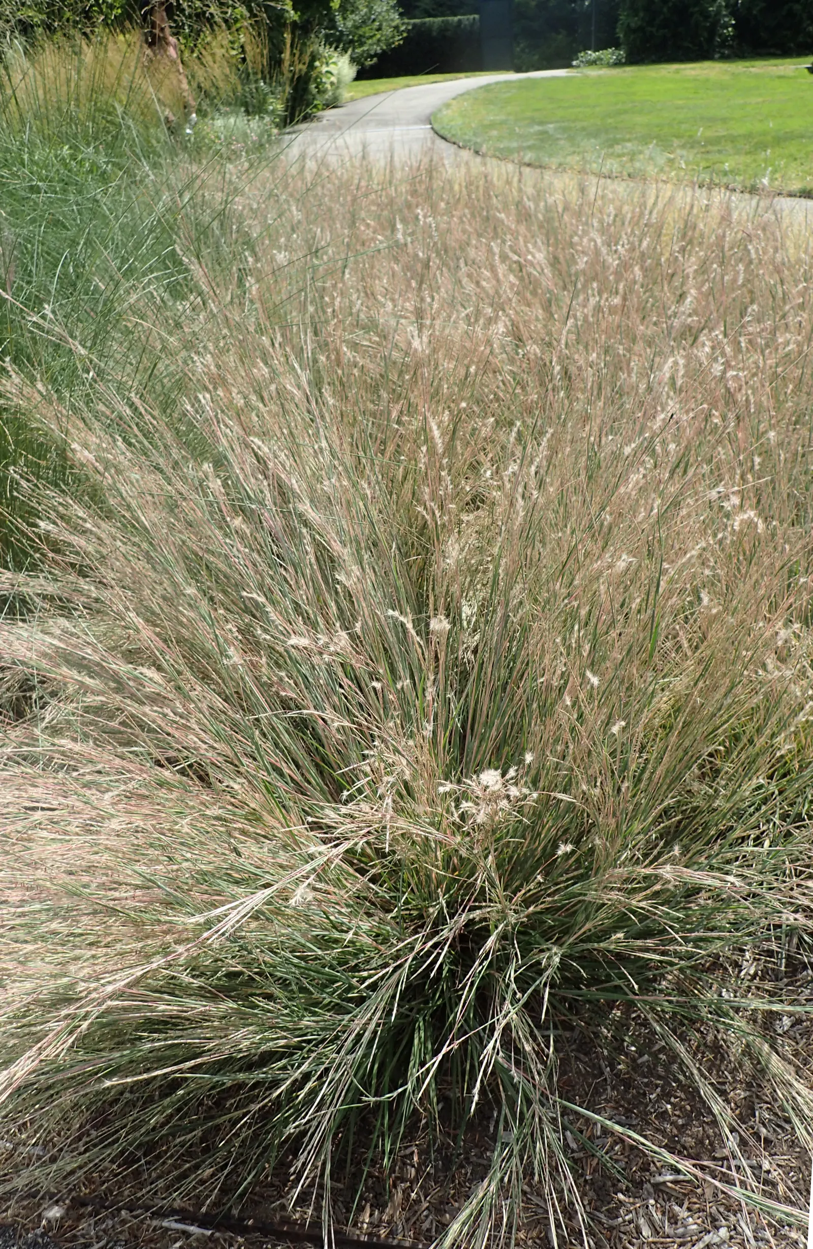 Little Bluestem (Schizachyrium Scoparium) — it's an excellent choice for sustainable designs; grass / perennial with white blooms