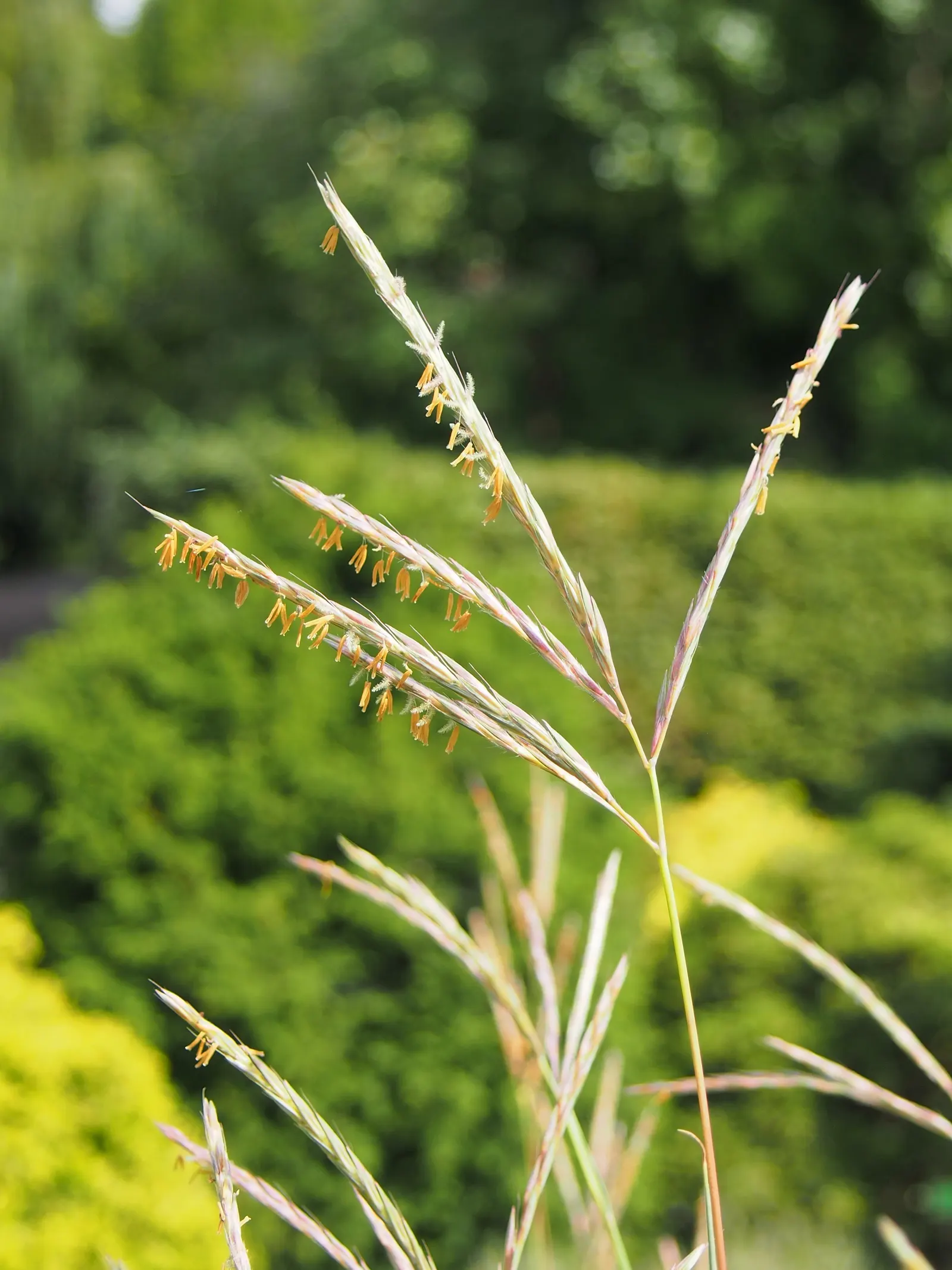 Little Bluestem (Schizachyrium Scoparium) — making it an eco-friendly option for xeriscaping.<br><br>With its upright clumping habit; little, image 54