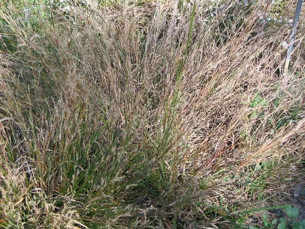Little Bluestem (Schizachyrium Scoparium) — it's an excellent choice for sustainable designs