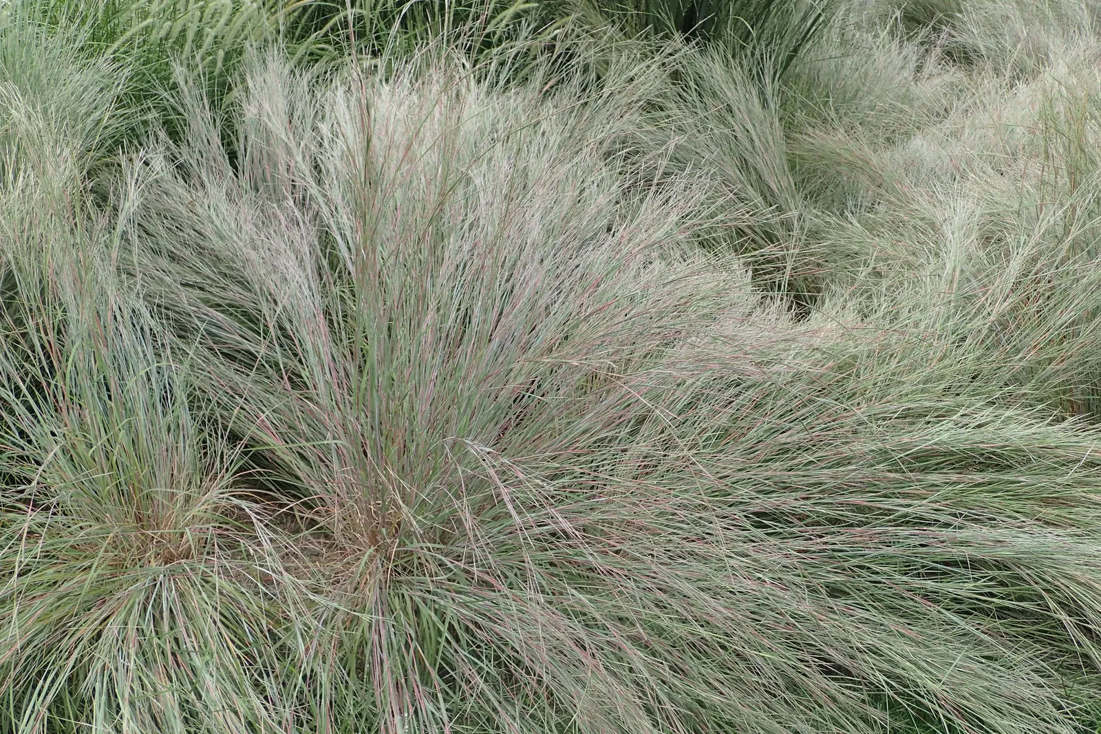 Little Bluestem (Schizachyrium Scoparium) — The plant's deep root system helps with soil stabilization and erosion control