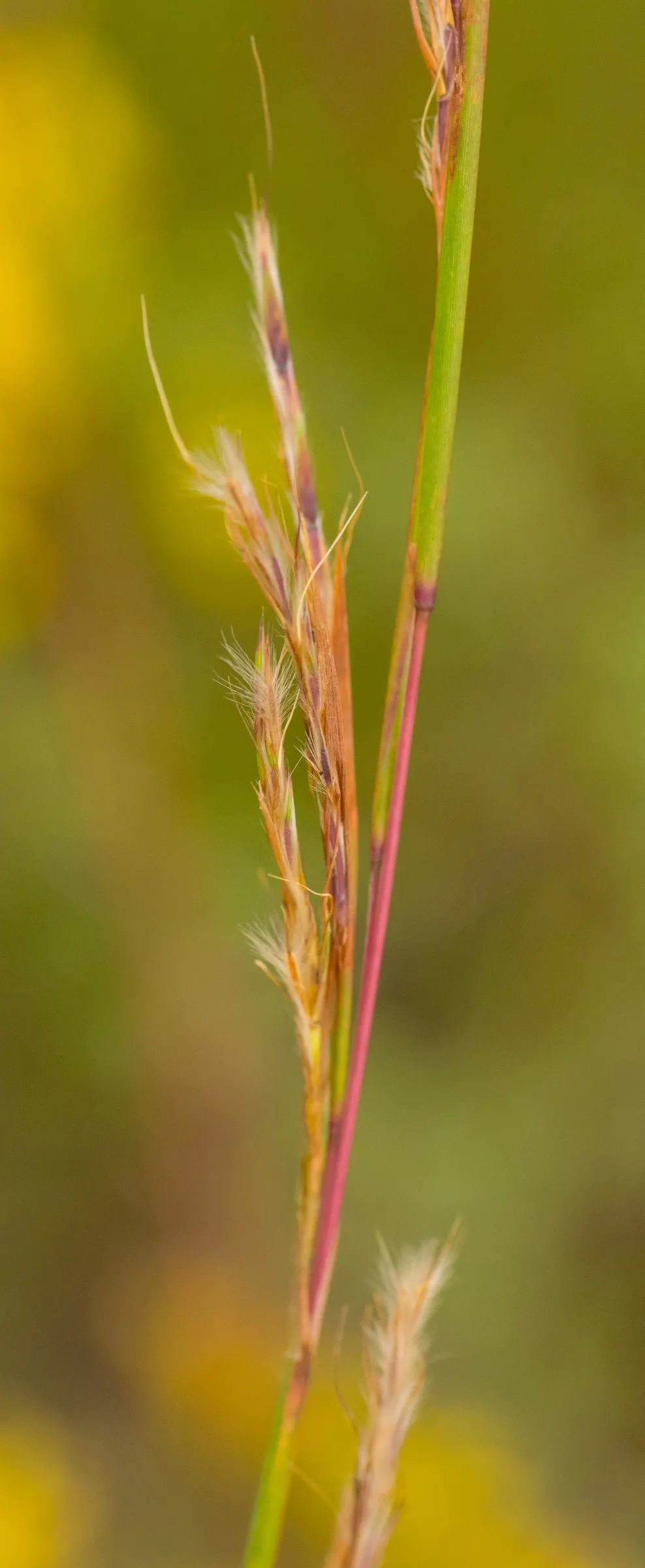 Little Bluestem (Schizachyrium Scoparium) — is a versatile native North American prairie grass known for its resilient nature and striking visual, image 48