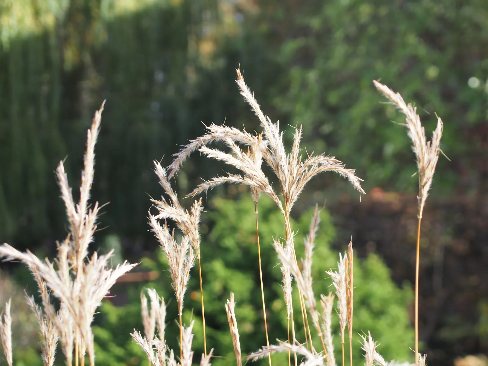 Little Bluestem (Schizachyrium Scoparium) — it shifts into a stunning display of oranges; offering habitat value and autumnal interest
