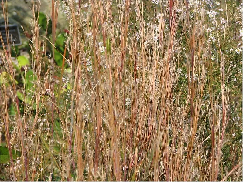 Little Bluestem (Schizachyrium Scoparium) — It is drought tolerant once established; is a versatile native North American prairie grass known for its resilient
