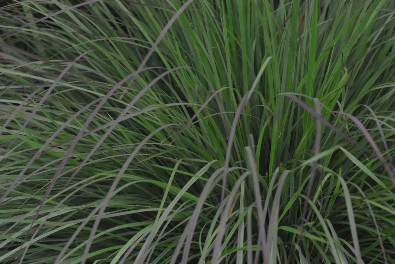 Little Bluestem (Schizachyrium Scoparium) — It thrives in USDA zones 3-9, preferring full sun and well-drained soils; with minimal water, image 44